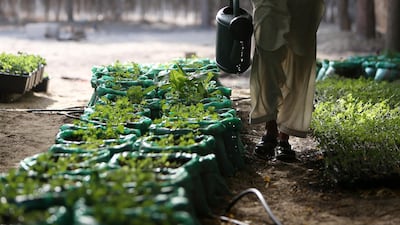 Kale plants at the Organic Oasis farm in Dubai. Pawan Singh / The National