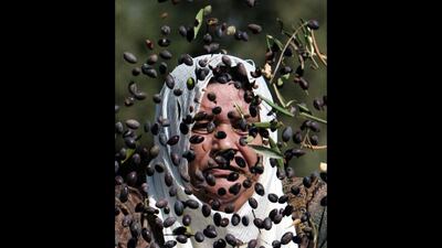 Harvest time: olives are sorted out by a Palestinian woman during the harvest in the West Bank village of Kabatyeh, near Jenin. Mohammed Ballas / AP Photo