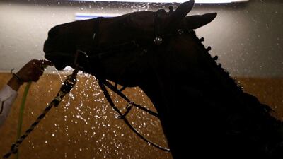 A horse is showered following participation in the Dubai Golden Shaheen during the Dubai World Cup horse racing event on March 26, 2016 at the Meydan racecourse in the United Arab Emirate of Dubai. / AFP / MARWAN NAAMANI