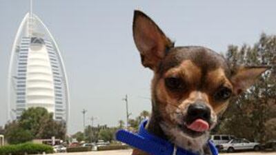 Paris Hilton will soon be coming to Dubai, though perhaps without her chihuahua.