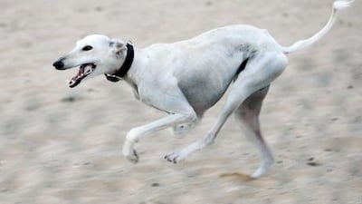 A saluki race at the Sweihan camel race track. Jaime Puebla / The National Newspaper