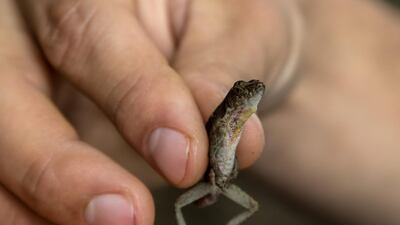 Wildlife in Penas Blancas, Nicaragua. Jamie Lafferty