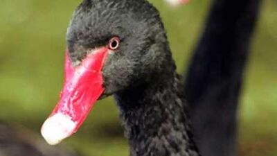 Seldom seen, much admired. Nassim Nicholas Taleb advised the financial world to expected the unexpected in his book The Black Swan.