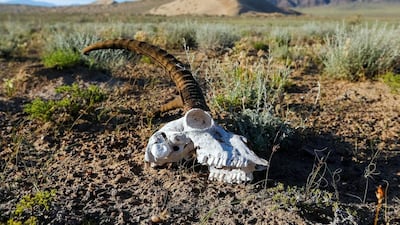 A skull of gazelle is seen in front of the Singing Sands. Shamil Zhumatov / Reuters