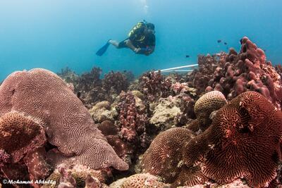 Thousands of coral reef settlements were relocated from the area close to the Barakah nuclear energy plant. Photo: Environment Agency Abu Dhabi