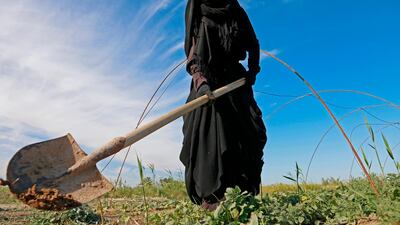 A female Iraqi farmer digs with a shovel in a field in Diwaniyah, around 160 kilometres south of the capital Baghdad. Iraqi farmers have traditionally lived off their land with no need for wells, but a creeping drought is now threatening agriculture and the livelihoods of nearly a quarter of the country's population in the southern agricultural provinces of Diwaniyah, Muthanna and Missan. Haidar Hamdani / AFP