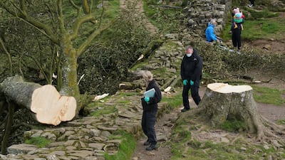 Forensic investigators from Northumbria Police examine the felled Sycamore Gap tree, on Hadrian's Wall in Northumberland. PA Wire
