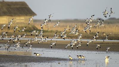 Avocet, pictured, wigeon, teal, shelduck, sandpiper, tern and grey plover – all these and more can be seen from the terrace of the Simon Aspinal Wildlife Education centre in Cley. Courtesy Paul Richards