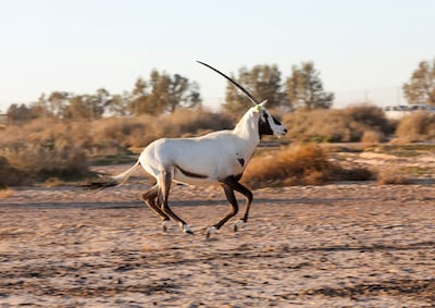 An Arabian oryx imported from Abu Dhabi at Shaumari Wildlife Reserve after being released in Azraq, Jordan. Reuters