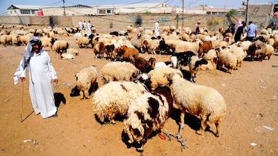 An Iraqi man sell sheep at a market in the central shrine city of Najaf south of the capital. AFP