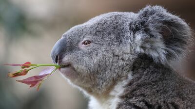 A koala eats eucalyptus at the Pairi Daiza Wildlife Park, a zoo and botanical garden in Brugelette, Belgium. Reuters