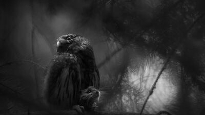 'Sole Survivor', taken by Luca Lorenz of Germany