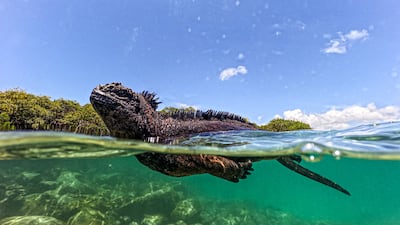 A marine iguana is seen in Tortuga Bay at Santa Cruz Island, part of the Galapagos archipelago in Ecuador. AFP