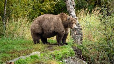 This photo shows a rotund Bear 901 as voters select the fattest bear in Alaska. Photo: L Law