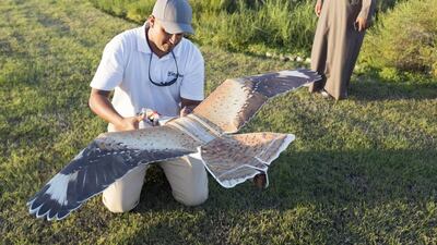 A drone bird is being set up to act as a prey for a falcon at the Al Dhafra Festival. Reem Mohammed / The National