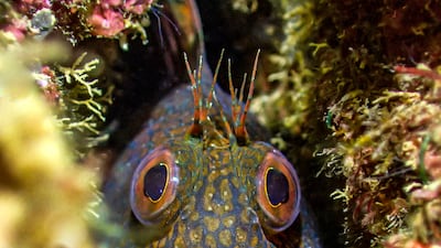 Crack Rock Blenny by Tony Reed, winner of the British Waters Compact category. Photo: UPY2023 / Tony Reed