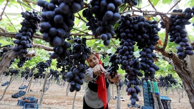 A girl harvests grapes at a farm in El Menoufia province, north of Cairo, Egypt. All photos: Reuters