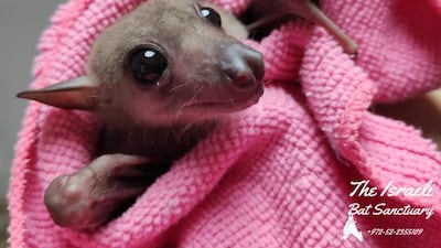 A baby bat rescued by the sanctuary. Photo: The Israeli Bat Sanctuary