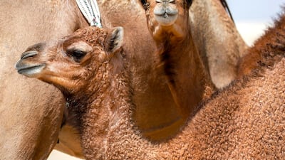 Camels are an integral part of Bedouin culture and tradition