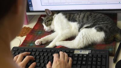‘It’s healing,’ says office employee Eri Ito, who is sold on the animal’s soothing ways.