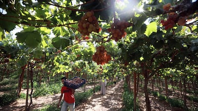 A worker harvests grapes at a farm in Khatatba Al Minufiyah Governorate in Egypt, north of Cairo. Table grapes are exported to EU countries, mainly Germany and the Netherlands. EPA