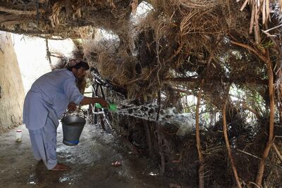 A Pakistani man throwing water onto a makeshift hut made of scrub bushes during a hot day in Sibi, in Pakistan's southwestern Balochistan province, where the temperature hit 52.4°C this summer. Banaras Khan/AFP Photo