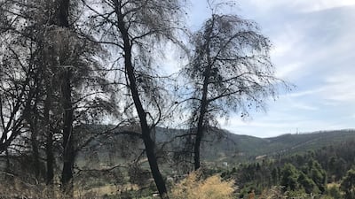 The Agricultural Co-operative of Rovies in the north of Evia. Lemma Shehadi / The National