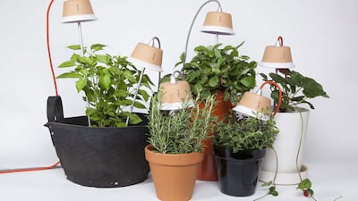 Natural elements will continue to be popular in 2015, and the best way to embrace this trend is with actual plants. If you can’t get yourself a vertical garden, layer up pot plants of varying heights and textures. Courtesy KSL Living