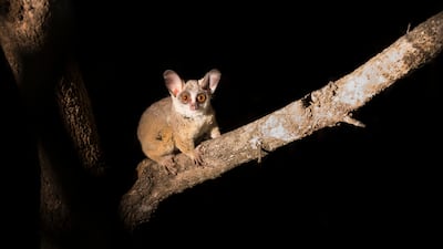 The bushbaby in its natural habitat. Getty