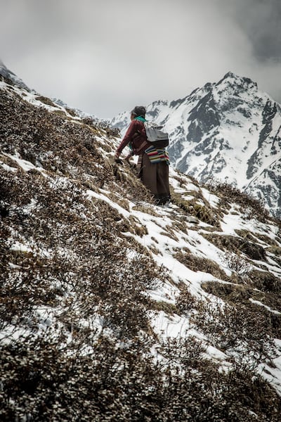 The valuable yarsagumba can only be harvested for a few weeks a year, before the monsoon. Stuart Butler