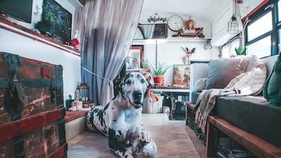 The McVays's Great Dane, Apollo, lives on the bus with them. Courtesy Tawny McVay