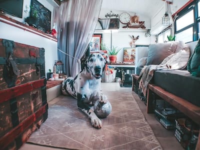 The McVays's Great Dane, Apollo, lives on the bus with them. Courtesy Tawny McVay