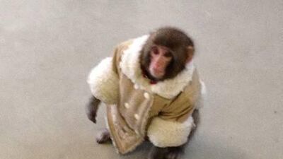 Darwin the rhesus monkey was found wandering around an IKEA carpark in Toronto wearing a nappy and a shearling coat.