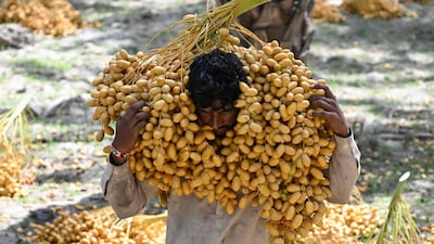 A labourer carries dates at an orchard in Khairpur, in Pakistan’s Sindh province. AFP