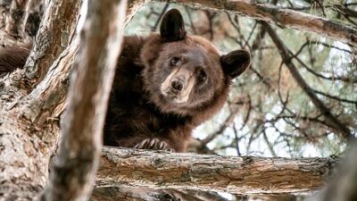 A 2-year-old bear looks down from a tree in Orem, Utah. AP