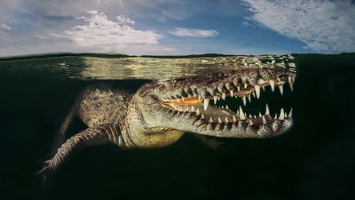 Silver medal, Behaviour — Amphibians and Reptiles: American crocodile, Gardens of the Queen, Cuba, by Massimo Giorgetta, Italy.