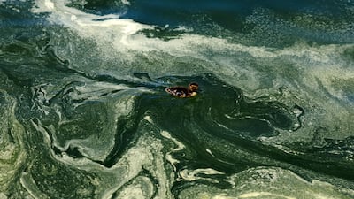 A duckling swims through algae in the newly refurbished Lincoln Memorial Reflecting Pool in Washington, US. EPA