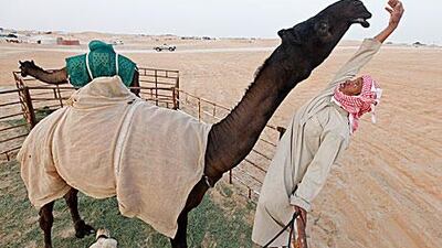 Yousef Al Tayed, 35, who works for the Saudi Arabian camel owner Saleh Al Dossary, attends to four-year-old Kaydah at Al Dhafra Festival at Madinat Zayed yesterday. The camel will take part in Tuesday’s beauty contest, while about 25,000 of the animals compete in total at the festival.