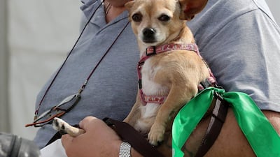 Dog and his best friend at the Abu Dhabi Pet Festival held at du arena on Yas Island. Pawan Singh / The National