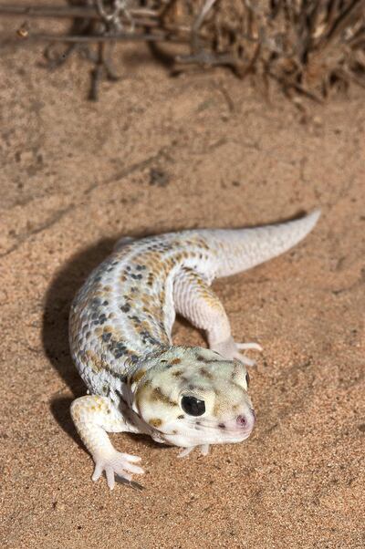 Teratoscincus keyserlingii is an gecko found in sandy deserts from Ras Al Khaimah to Abu Dhabi. Threats to the species include habitat loss and severe fragmentation due to roads, development and urbanisation. Photo by Johannes Els.