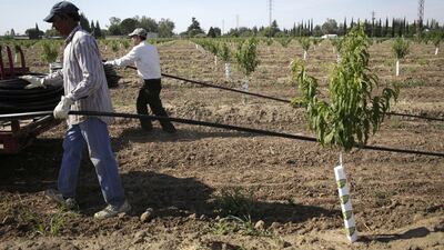 Farmworkers install a drip irrigation system in a peach orchard in Yuba City, California. Many farmers in the area are switching to drip irrigation system in efforts to conserve water. Jae C Hong / AP Photo