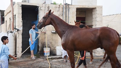 Muatassim (holding the rope) and his uncle Mohammad with their horse. Courtesy of David Ismael