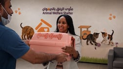 The shelter at the Birds and Pets Market in Warsan can house up to 200 cats. Photo: Dubai Media Office