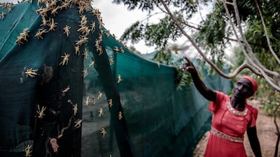 A farmer points at a cluster of locusts.