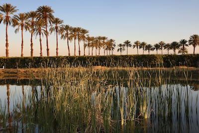 Date palms in California. Getty