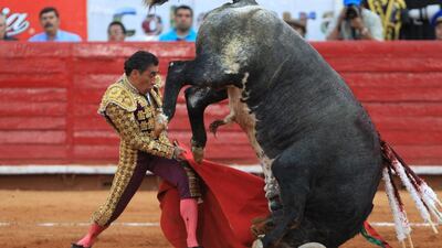 Mexican bullfighter Eulalio Lopez and the bull Compliment, weighing some 520 kilograms, tangle at the Big Season in the bullring of Mexico City on February 9, 2014. Mario Guzman / EPA