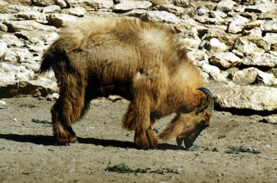 A tahr pictured at Oman's protected Al Kamil Wal Wafi park. Saleh Al Shaibany for The National