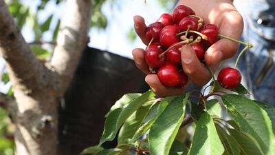 Idlib is known for its cherry trees, with hundreds of thousands planted.