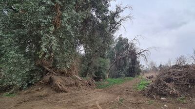 Only 60 per cent of the total area has been cleared and rehabilitated so far. Photo: Mosul Eye