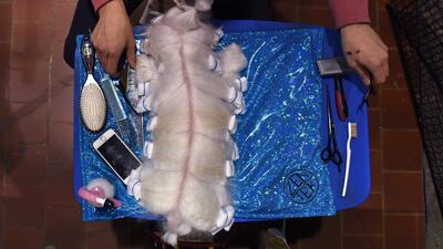 A Maltese lies on a bench waiting to be groomed. Timothy A Clary / AFP Photo